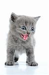 portrait of funny British gray kitten isolated