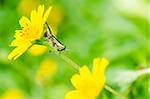 grasshopper and Little yellow star flower macro in green nature