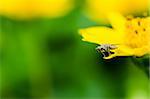 fly macro Little yellow star flower in green nature