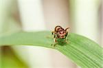 wasp macro in green nature or in garden. It's danger.