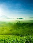 Tea Farm landscape in Cameron Highland, Malaysia.