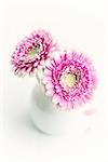 pink gerbera daisies in a vase