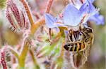 bee on flower