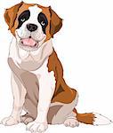 St. Bernard Dog, sitting in front of white background