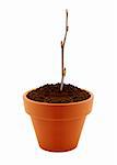 small branch with buds in clay pot isolated on white background.