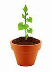 Young plant with heart shaped leaves in pot isolated on the white backgrounds