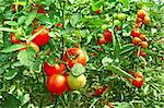 Many bunches with ripe red and unripe green tomatoes that growing in greenhouse