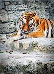 Tiger resting in fornt of his cave