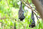 sleeping lyie's flyingfoxes in th tree