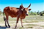 Zebu cow, common livestock in tropical climate, Madagascar