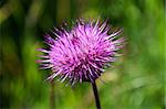 Closeup of thistel blossom with green background