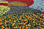 Decorative flower field