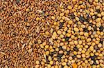 Fodder blends for domestic animals from soybean seeds, sunflower seeds and cereal grains