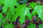 Wet spring leaves. Close-up view.