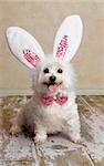 Cute little dog wearing bunny ears and matching sequin bow tie in a rustic setting. Suitable for easter or fancy dress halloween.