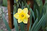 narcissus flower photographed in the garden