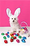 An adorable dog wearing bunny ears and surrounded by lots of colourful easter eggs.