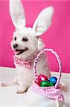 Happy dog wearing bunny ears sits beside a bag ful of easter egg chocolates.