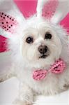 An adorable little dog with soft white fluffy fur, wearing sequin bunny ears and matching sequin bow tie.  Closeup.