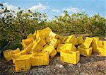 Crates ready to harvest the lemon crop