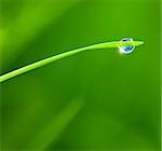 Dewdrop with Sky reflection on Blade of Grass / copy space background