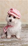 A cute little dog wearing trendy country style fashion, sits on a distressed wooden floor.