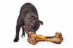 English Bulldog eating from a big bloody bone