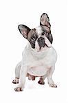 French Bulldog in front of a white background