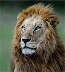 portrait of a African lion