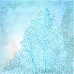 Blue background with a textured leaf. Page to design photo books