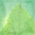 Green background with a texture leaf. Page to design photo books