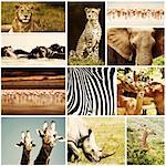 African wild animals safari collage, large group of fauna diversity at African continent, natural themed collection background, beautiful nature of Kenya, wildlife adventure and travel