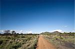 A dirt track in the Madikwe Game Reserve, South Africa, under a clear blue sky