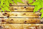 Message of nature. Old wooden planks and green leaves