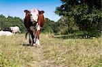 The curious cow on pasture coming to us