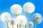 Group of seven fluffy dandelion flowers on blue sky background as white clouds. Close-up. Studio photography.