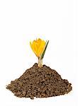 small plant crocus growing pile of the dirt on white background