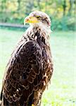 portrait of Big Sea Eagle Haliaeetus albicill