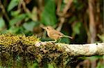 beautiful buff-breasted babbler(Trichastoma tickelli)