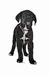 Mixed breed puppy. Great Dane, Rottweiler, in front of a white background.