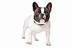 Cute French Bulldog standing on a white background