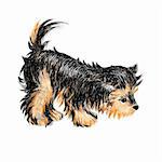 The  funny small  Yorkshire terrier  puppy.