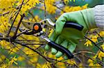 pruning shrubs with sharp pruners in spring