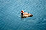 An image of a nice duck in the water