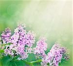 Spring bokeh floral background with lilac flowers in the garden