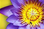 Purple colored water lily closeup showing yellow stamens and honeybee searching for nectar