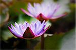 Blue water lilies with dew drops glowing in sunlight