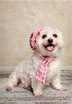 Trendy fashion pooch with matching hat and scarf sitting on a rustic wooden floor.