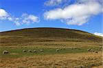 Image of a herd of sheeps located on a high altitude pasture in The Central Massif in Auvergne region of France.
