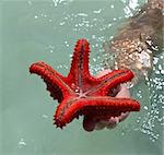 Starfish on the shores of the Indian Ocean island of Zanzibar